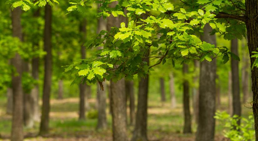 Itt a fordulat az időjárásban: kiadta a riasztást a meteorológiai szolgálat - erre kell készülni