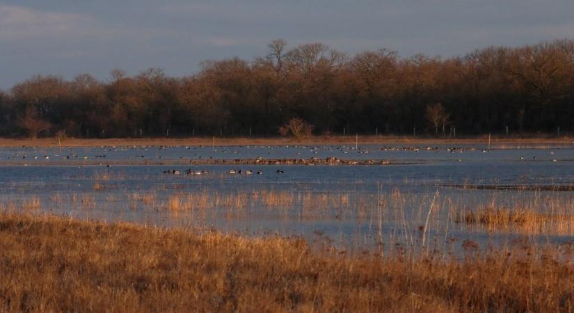 Elindult az ökológiai célú vízpótlás a Kiskunságban: máris megjelentek a vízimadarak