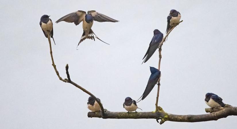 Az istálló tabu maradt