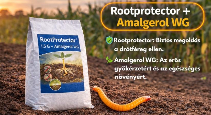 Ha drótféreg van a talajban, hiába a drága vetőmag – Így védheti meg a kelő állományt