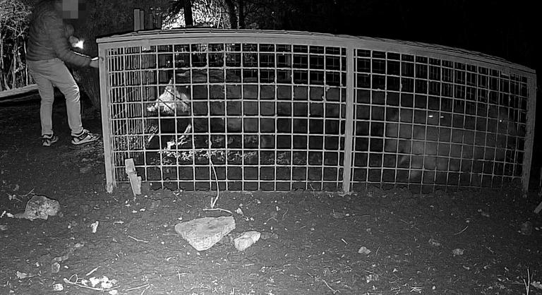 Ismeretlenek az éjszaka közepén szabadon engedtek 10 vaddisznót a XII. kerületben