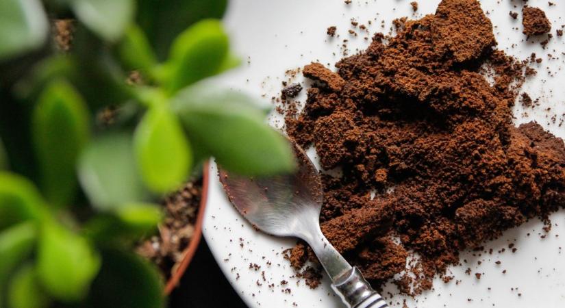 Azt hitted, csodát tesz? Ezért árthat a kávézacc a növényeidnek