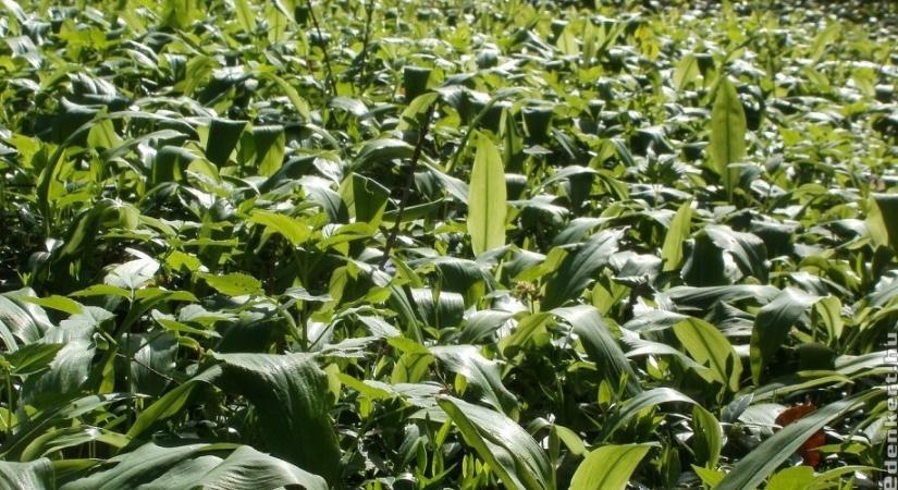 Medvehagyma vagy gyöngyvirág? Így ismerd fel