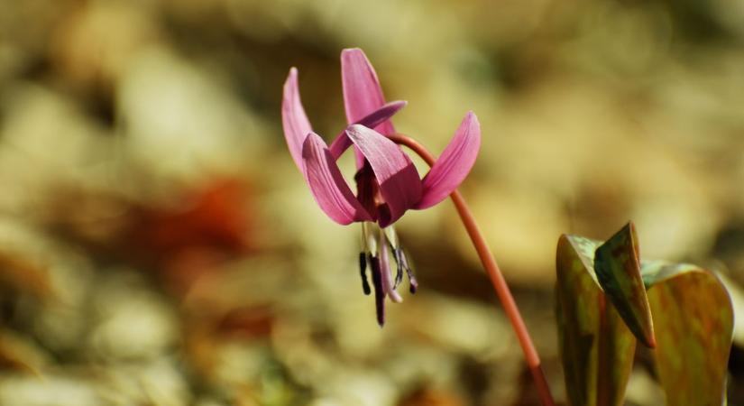 Hihetetlen, mit találhatunk a csödei erdőben - a címer most életre kel! (galéria)