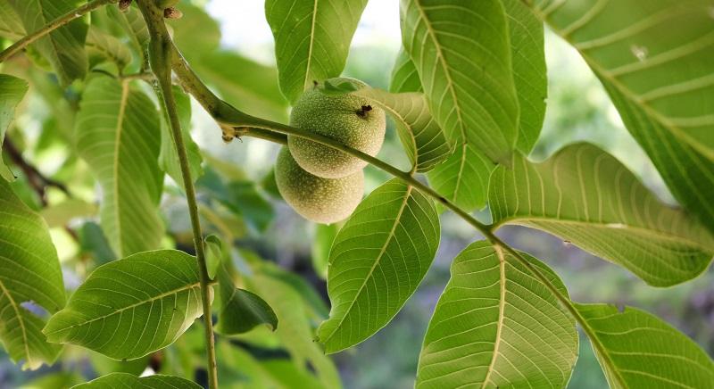 A hatékony diótermesztés érdekében fejlesztenek mikrobiológiai készítményeket az SZTE kutatói