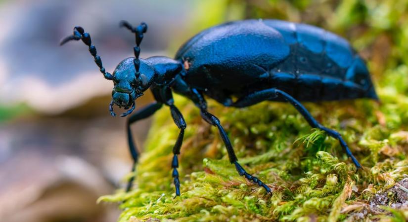A nünüke és a hólyagok... – ne fogd meg ezt a bájos bogarat!