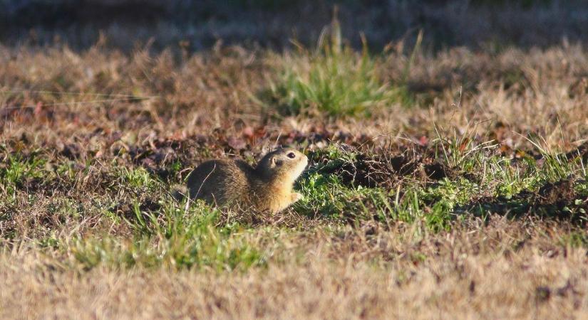 Megmozdult az élet a föld alatt: már láthatóak a Hortobágy egyik legcukibb lakói