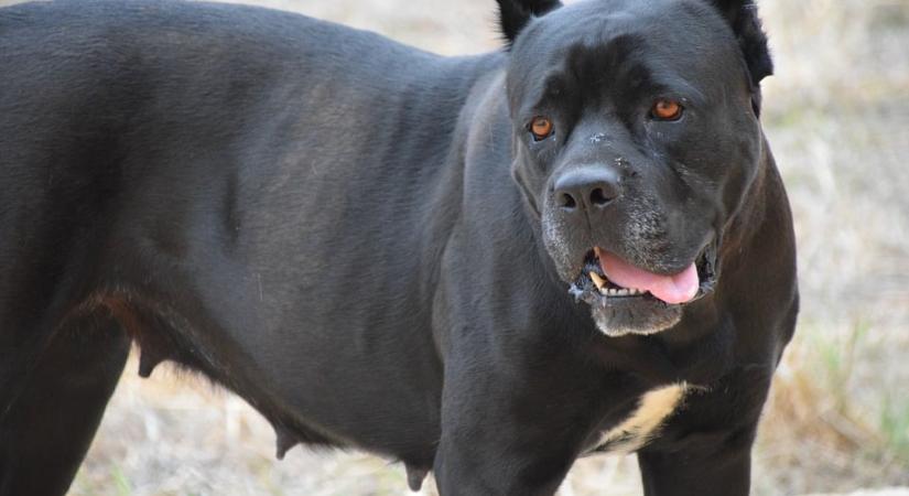 Sokkoló tanulmány: ellenünk fordulnak a kutyák, ha kitör a háború?