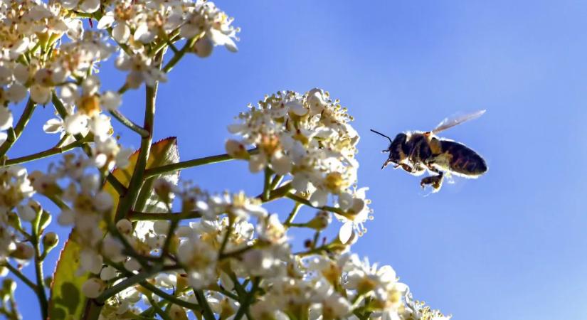 Itt az allergiaszezon, izzik a Semmelweis Egyetem tünetellenőrző appja
