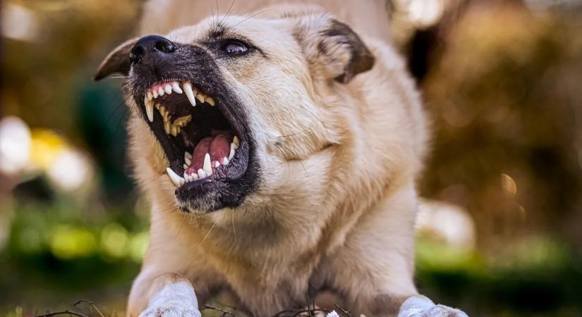 Szívszorító kutyatámadás: fiatal édesanya halt meg