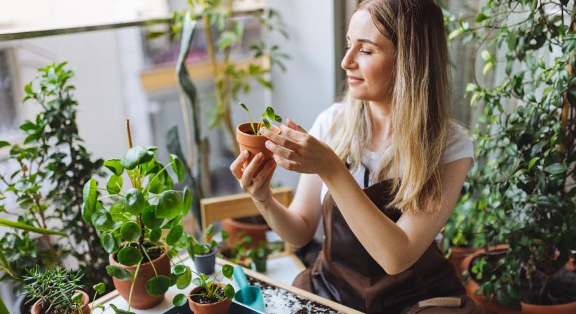 Balkonkertészkedés kezdőknek: Ezek a növények a legbiztosabb befutók