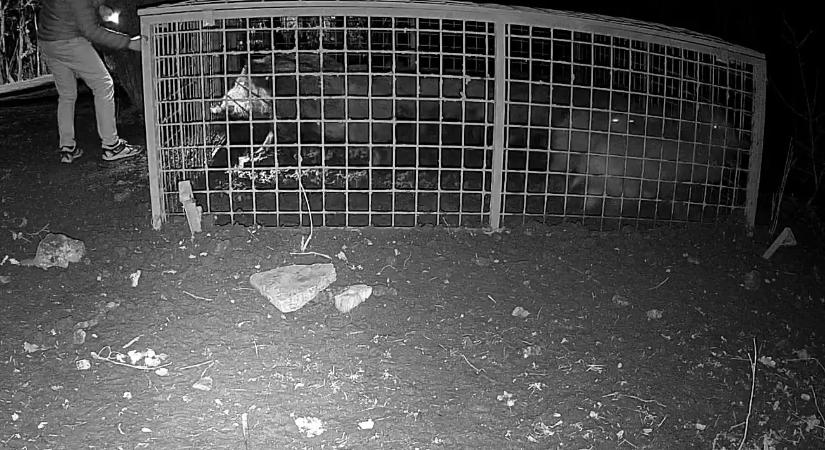 Ismeretlenek vaddisznókat engedtek szabadon a XII. kerületben, feljelentést tesz az önkormányzat