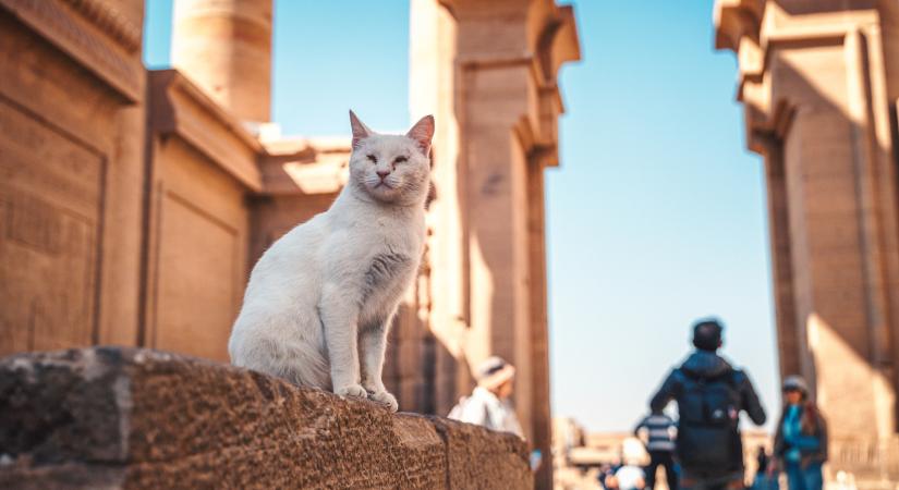 Az istenektől az internetig: 8 macskafajta, amely túlélte az évszázadokat