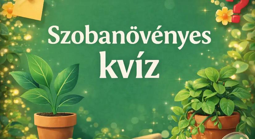 Szobanövényes kvíz: Te tudod, mi kell egy boldog, kiegyensúlyozott növénynek?