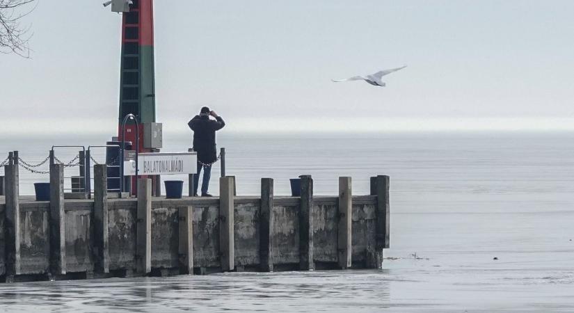 Eltűntek a ritkaságok a Balatonról? Meglepő eredményt hozott a téli madárszámlálás ( képek)