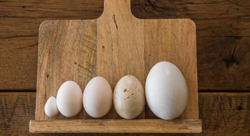 Ezért vegyél mindig kisebb tojásokat!