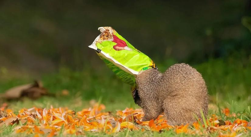 Az állatvilág legviccesebb jelenetei – ezeken a fotókon garantáltan hangosan nevetni fog