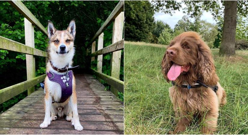 Ezt a kutyafajtát senki se akarja magának: nagyon népszerűtlenek