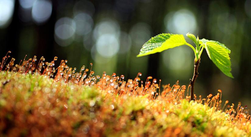 Teljesen megújul a Ripple Payments: íme, a legfontosabb funkciók