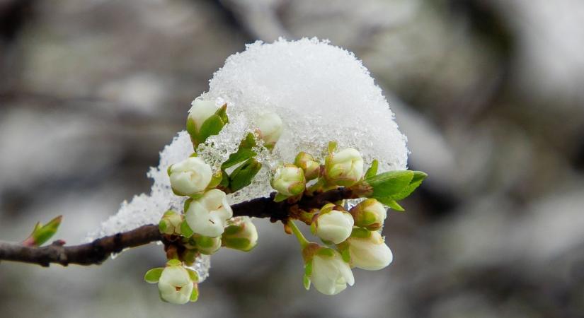 Eldőlt a kárenyhítés sorsa: Ez vár a gazdákra március közepétől