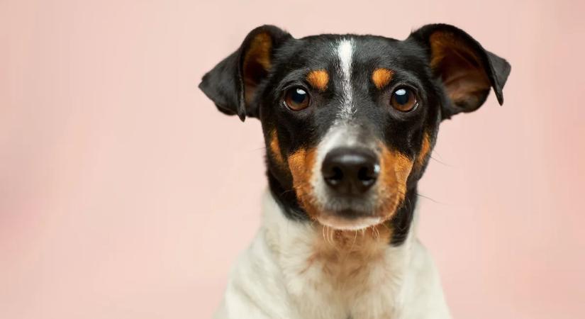 Miért sóhajt a kutya valójában? Fogadjunk, hogy nem is sejtetted a választ!