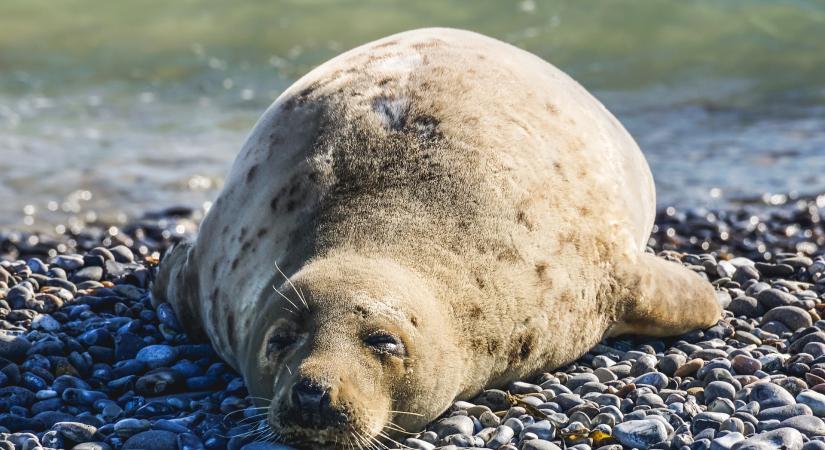 Seal 15 év után újra Budapesten lép fel