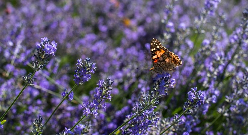 Csokor vagy cserepes növény? Így változnak a nőnapi virágvásárlási szokások