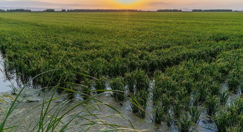 A fehér rizs sötét oldala: többet árt a klímának, mint gondolnánk?
