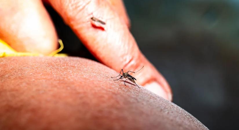 Magas láz, fájdalom, vérzés – ritka vírus bukkant fel Fejér vármegyében
