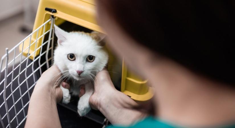 Ez a legfontosabb eszköz, ha macskát tartasz: életet menthet