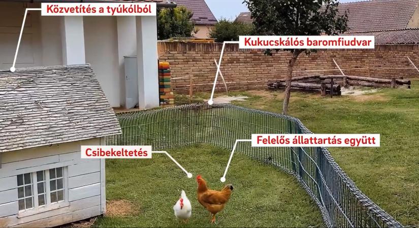 25 millió forinttal támogatja az E.ON pályázata a legjobb intézményi zöldprojekteket