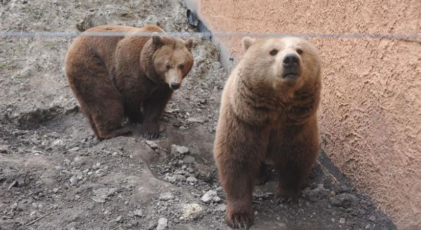 Nemcsak jósolnak, már tornáznak is – videón a Szegedi Vadaspark medvéi