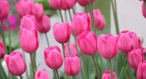 Napi virágfelismerő kvíz: Milyen virág szerepel a képen? De vigyázz, becsapós lehet!