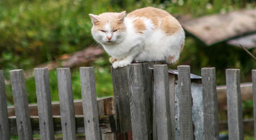 Ezen a borsodi településen nem kell lakat a kapukra, csupán heten élnek itt
