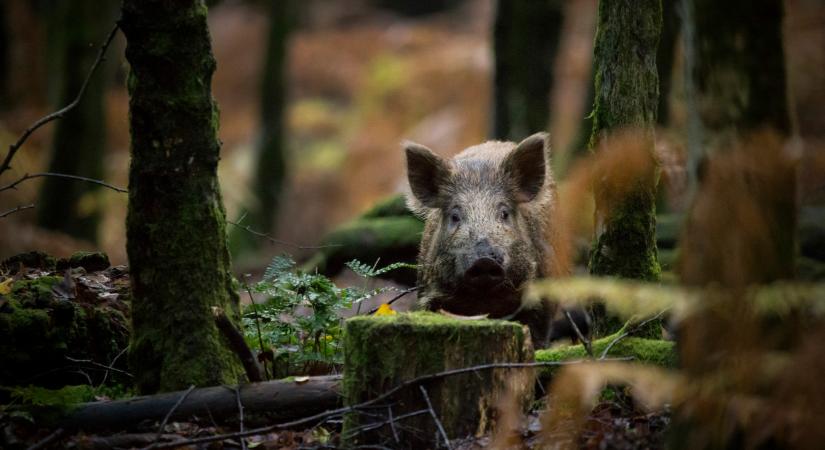 Vaddisznókat szabadítottak a magyar városra: mégis mi történik itt?