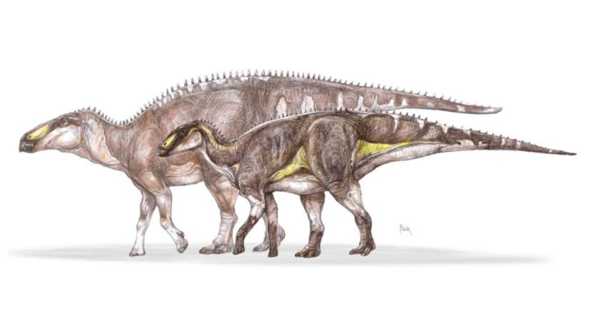 Új dinoszauruszfajt fedeztek fel magyar kutatók Erdélyben