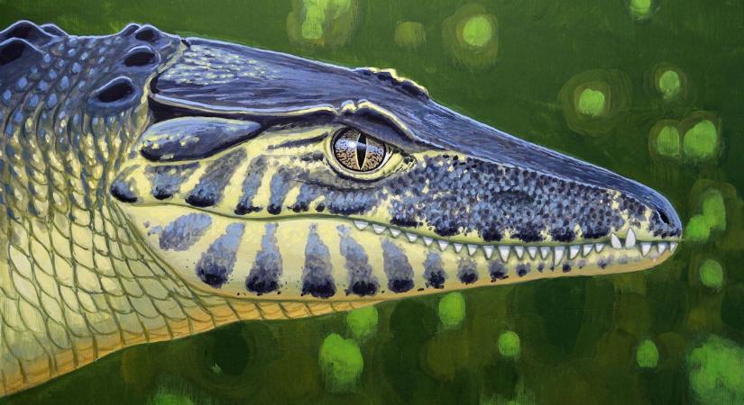 Szárazföldi krokodil garázdálkodott a Bakonyban