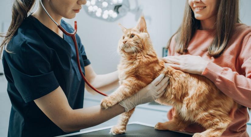 Sikeresen elstartolt a kecskeméti állatorvosi ügyelet, egy órán belül fogadják a beteg állatokat