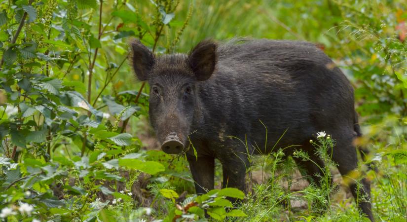 Kritikus időszak jön: erre jobb, ha minden magyar gazda felkészül