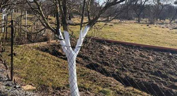 Ez az utolsó határidő a gyümölcsfák kezelésére – Ne felejtsd el!