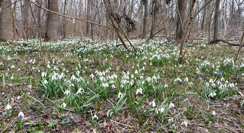 Adonyi hóvirágmező – elbűvölő tavaszi csodahely Fejér megyében