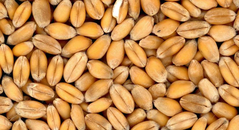 Negyedével csökkent a búza termelői ára Magyarországon