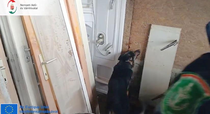 42 milliót ért a tanyai disznóól falába rejtett cucc – videó