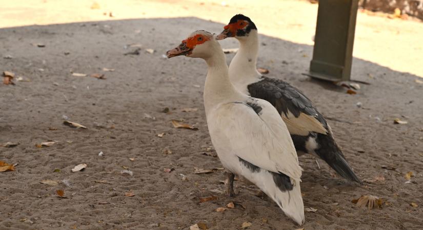 Újra kirobbant a járvány Bács-Kiskunban: védőkörzetet kellett kijelölni