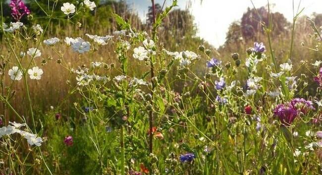 Beütött a pollenszezon, sokan érdeklődnek máris az adatokról