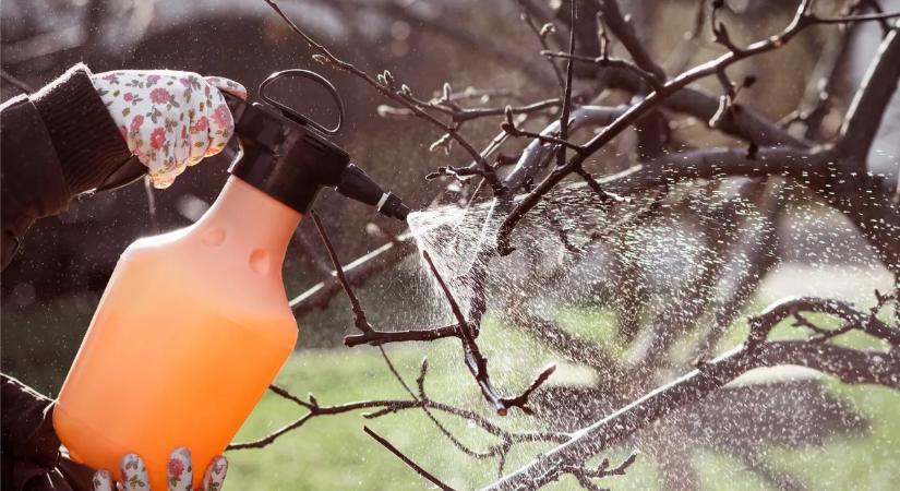 9 természetes megoldás: így permetezd a gyümölcsfákat