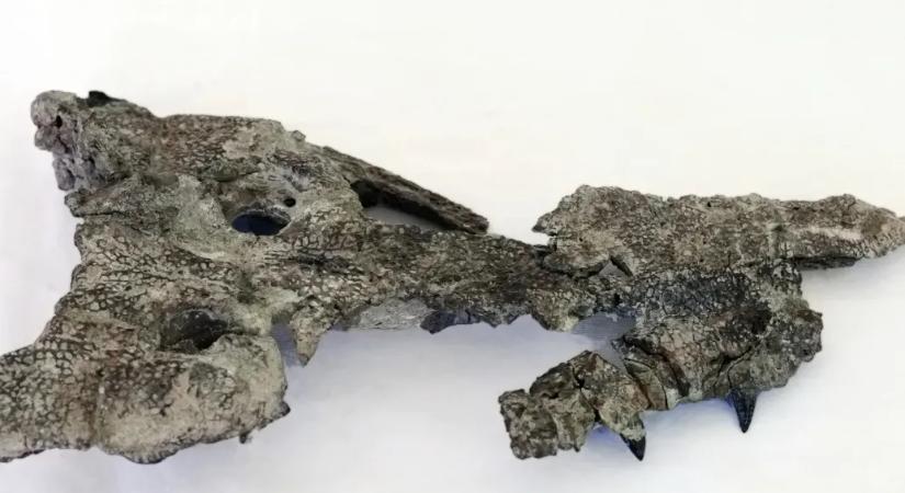 Több mint 80 millió éve még krokodilok vadásztak a Bakonyban