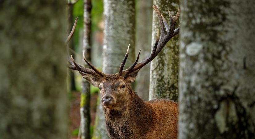 Vége a nagyvadvilág aranykorának: megtört a harmincéves trend Magyarországon