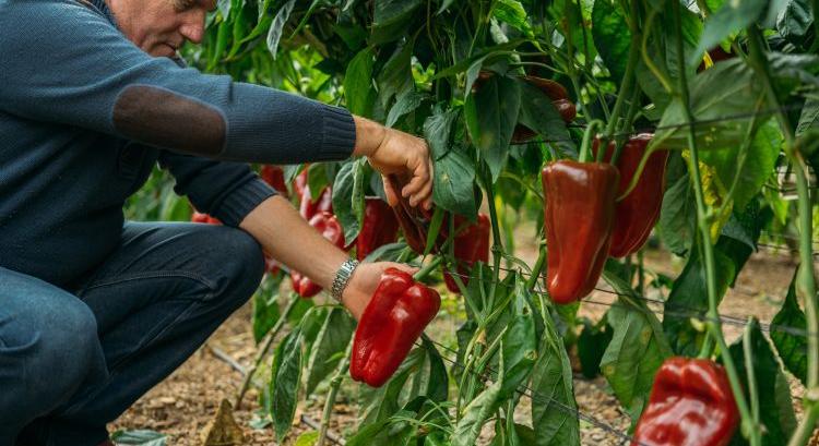 15%-os terméskiesés, rekordárak: Almería új valósága