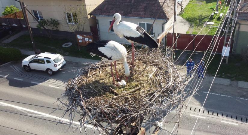 Húsz éve követhetjük a sáromberki gólyák mindennapjait webkamerán